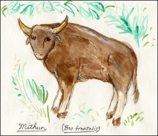 The Mithun